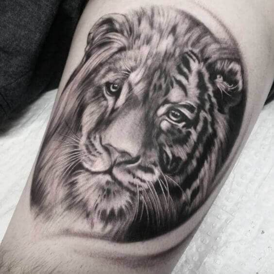 Lion And Tiger Tattoo 2 36+ Tiger Tattoo Designs for Men and Women in 2022